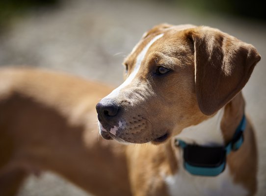 pit bull terrier mix puppy waiting for command
